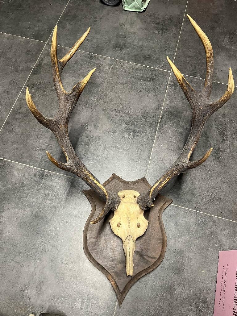 trophée cerf, Enlèvement, Utilisé, Cerf, Bois ou Tête