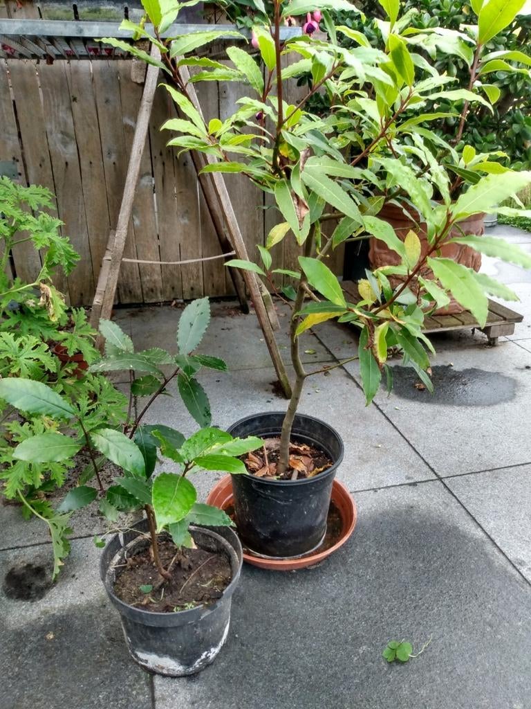 Laurierplant, Tuin en Terras, Ophalen