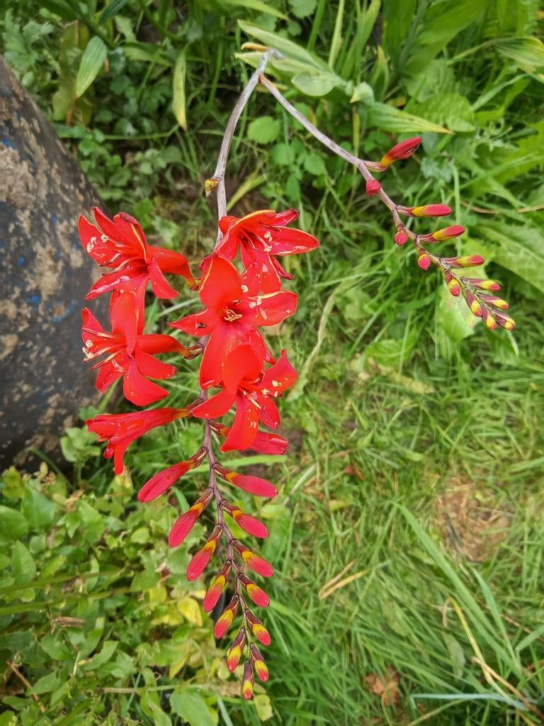 Crocosmia, Tuin en Terras, Volle zon, Vaste plant, Zomer, Ophalen
