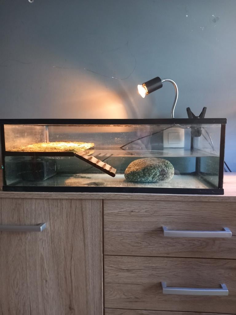 muskusschildpad met taquarium, Dieren en Toebehoren, Ophalen