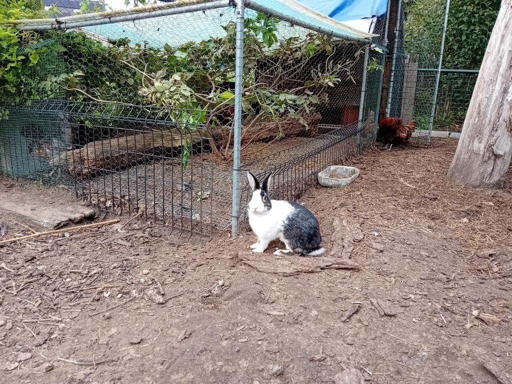 konijnen cavias, Mâle, Petit, 0 à 2 ans