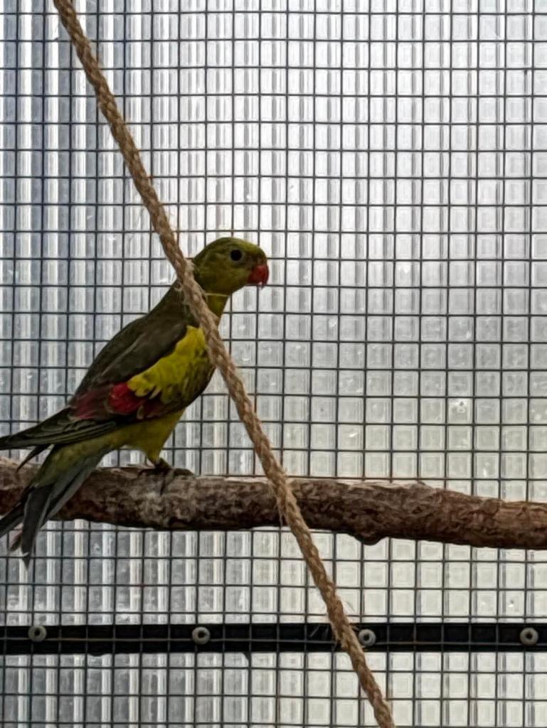 Peruche melanure mâle 2025 2x, Plusieurs animaux, Perruche, Bagué