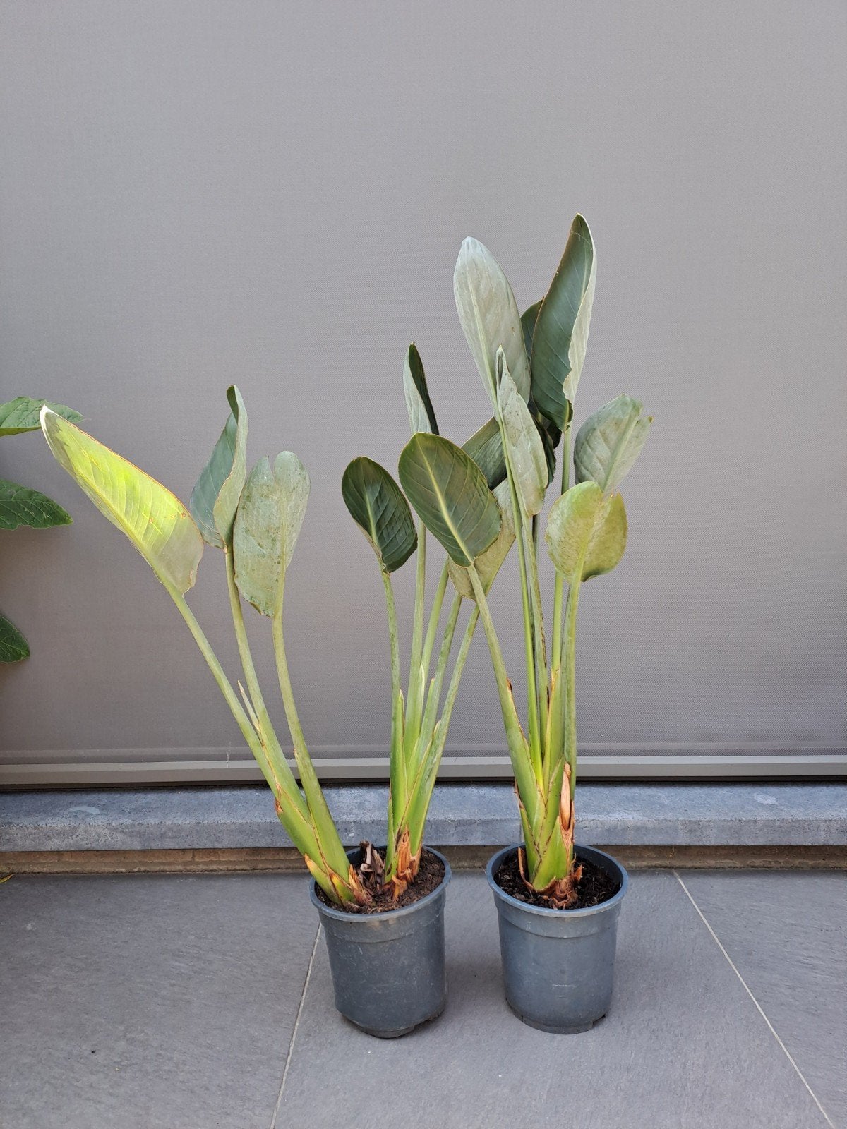Strelitzia Reginea, Ophalen of Verzenden, Zomer
