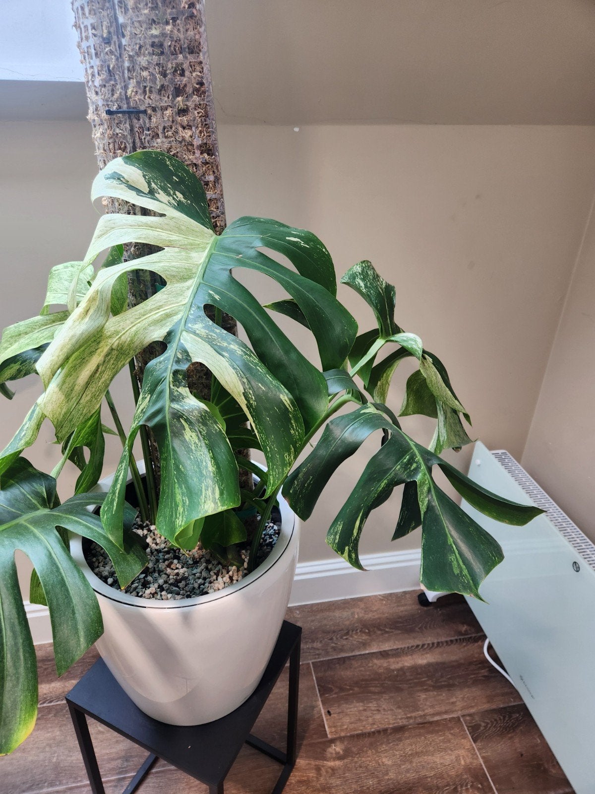 Monstera Jungle Mint XL, Maison & Meubles, Plantes d'intérieur, Enlèvement ou Envoi