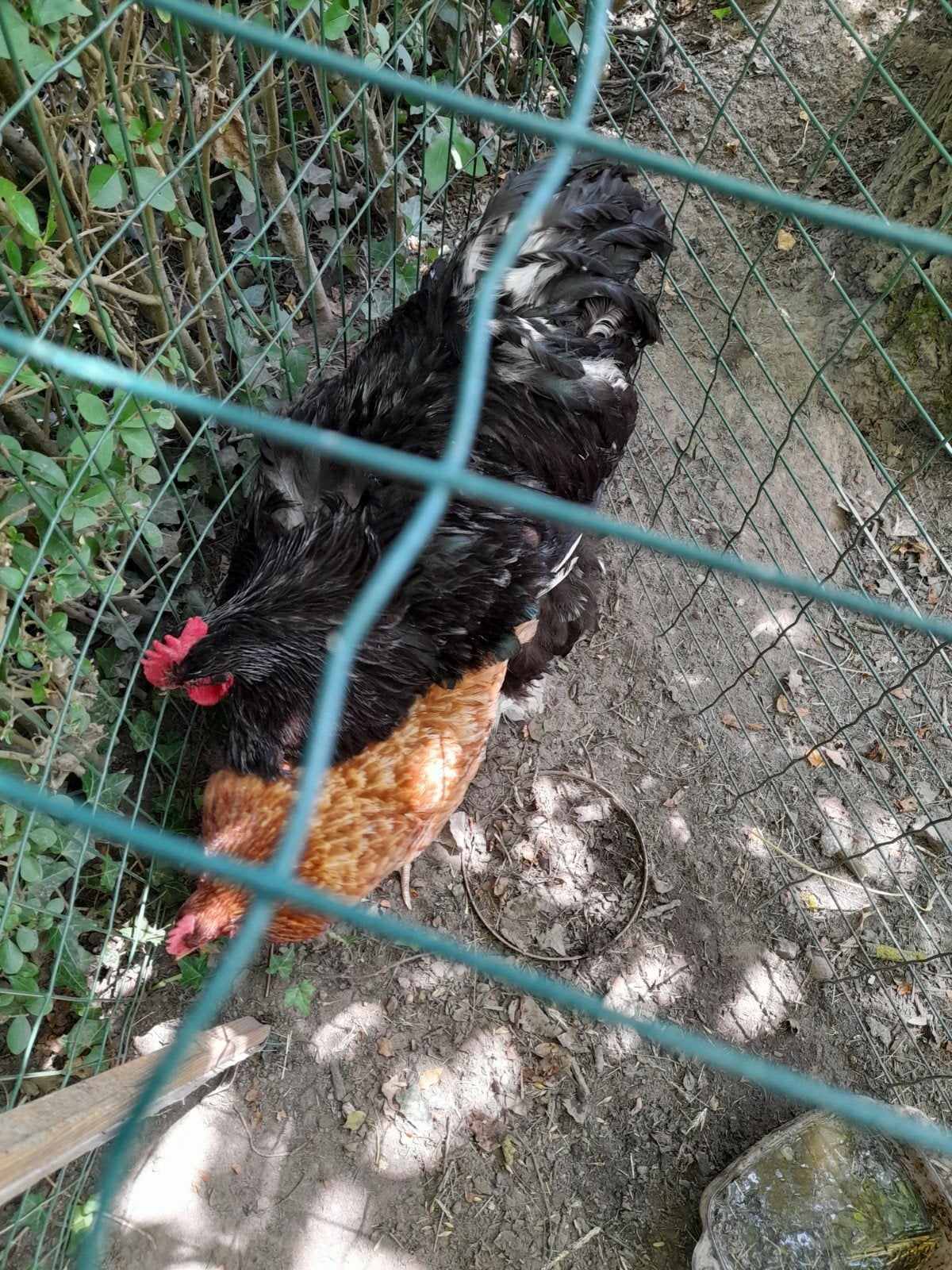 Grote Brahma Haan met kip, Poule ou poulet