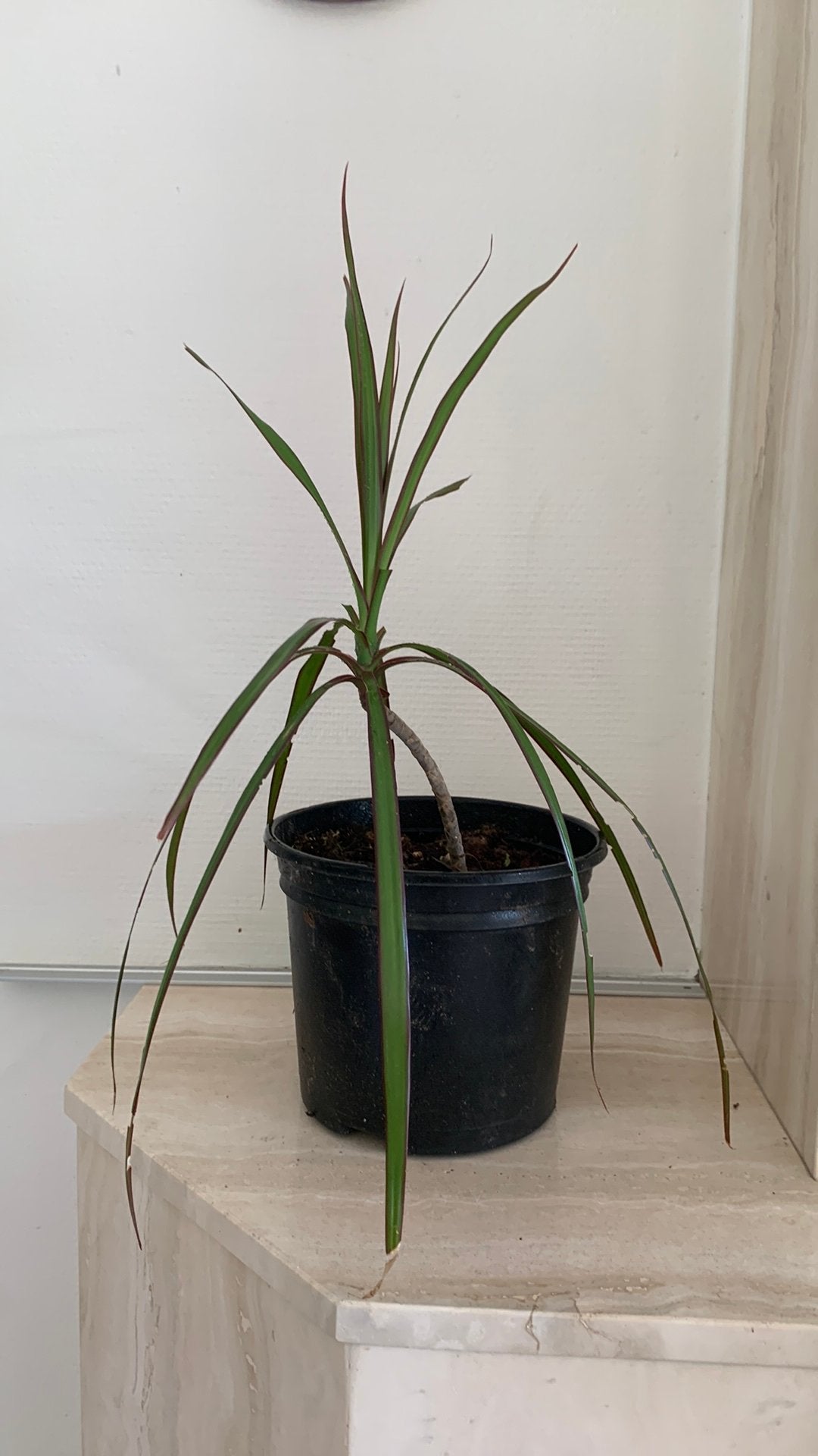 Dracaena marginata, ook bekend als de drakenbloedboom,, Ophalen, Halfschaduw