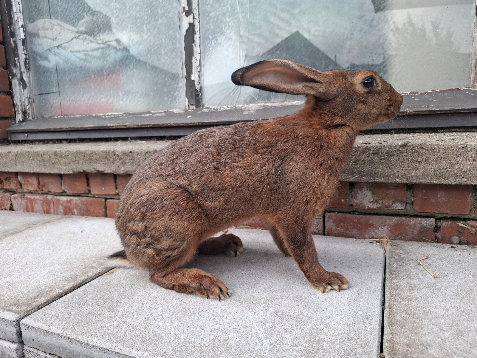 Belgische haas moeren van 5maand oud, Dieren en Toebehoren