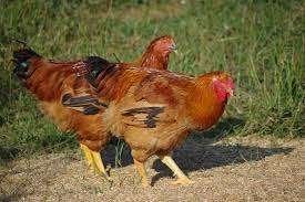 derniers 65 poussins kabir turbo  , coucous malinois 22 sept, Animaux & Accessoires, Sexe inconnu, Poule ou poulet