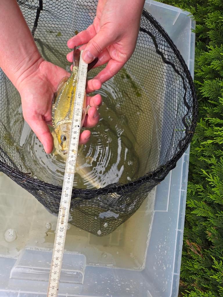 Mooie spiegelkarper/ koi  21 cm – eigen kweek