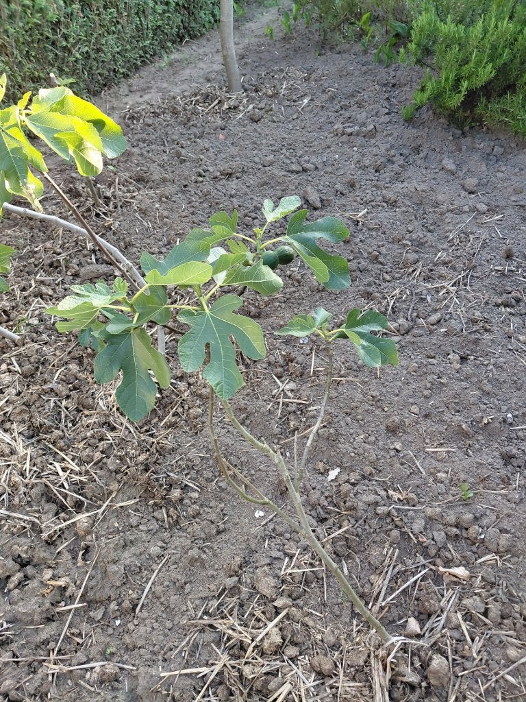 vijgeboom in groot pot, Ophalen, Lente, Volle zon, In pot