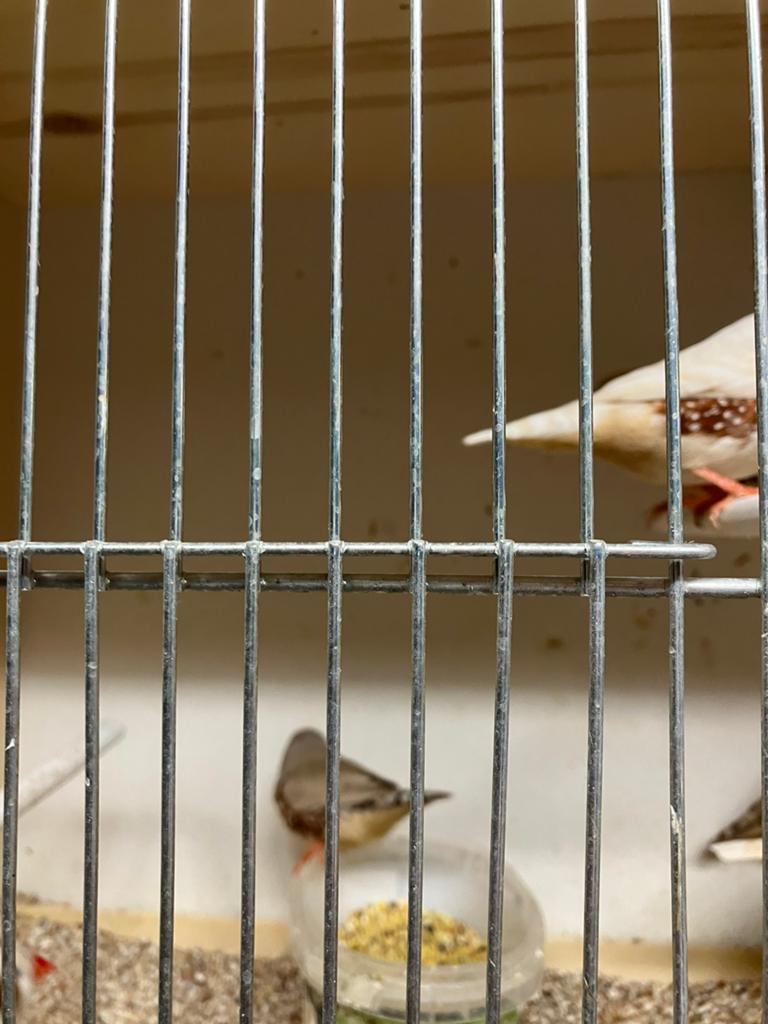 MOOIE KWEEKKOPPELS ZEBRAVINKJES VANAF 15 EURO/KOPPEL, Plusieurs animaux, Oiseau tropical