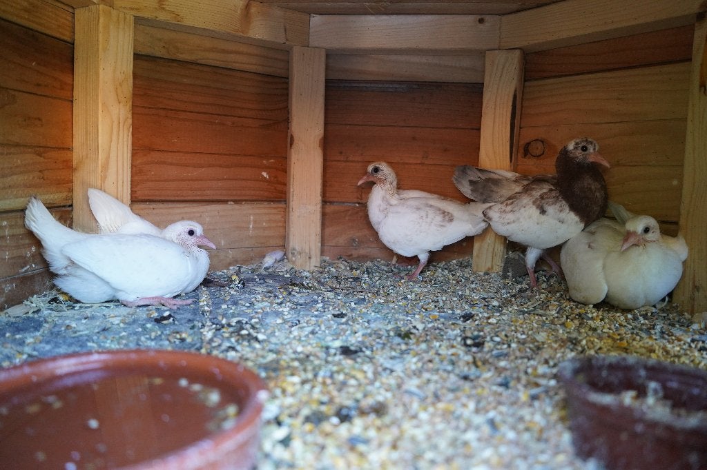 Pauwstaarten te koop te reserven voor 10 juni, Plusieurs animaux, Autres espèces