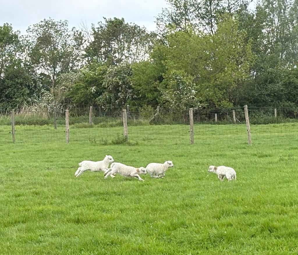 Gezonde en tamme ouessant ooilammetjes, Plusieurs animaux, Mouton, 0 à 2 ans