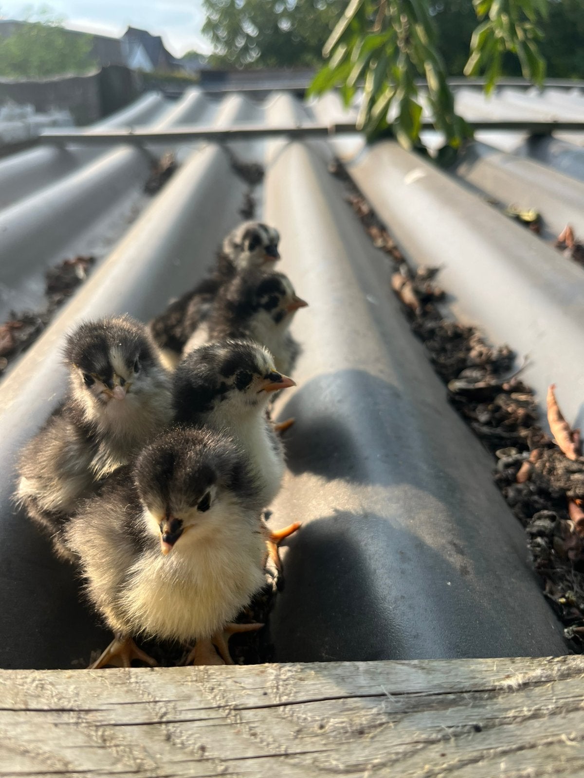 Kuikens, Dieren en Toebehoren, Pluimvee