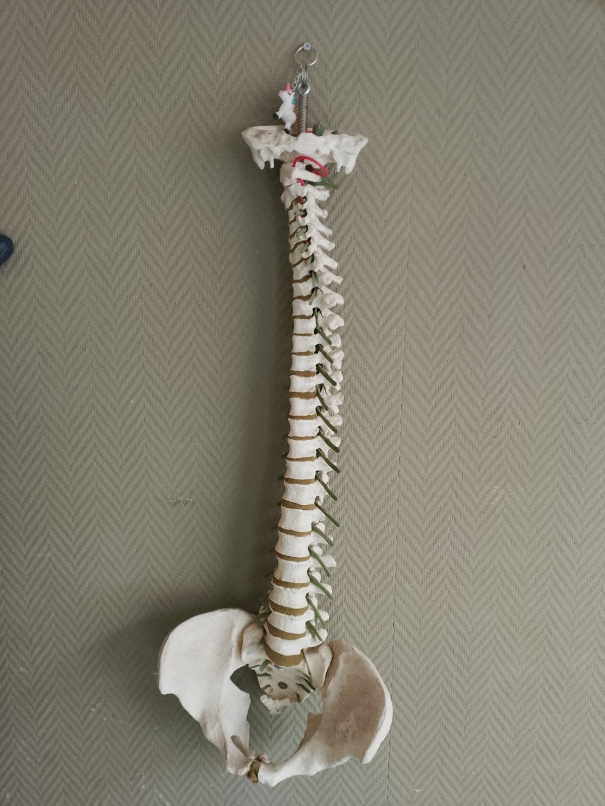 wervelkolom anatomie, Ophalen