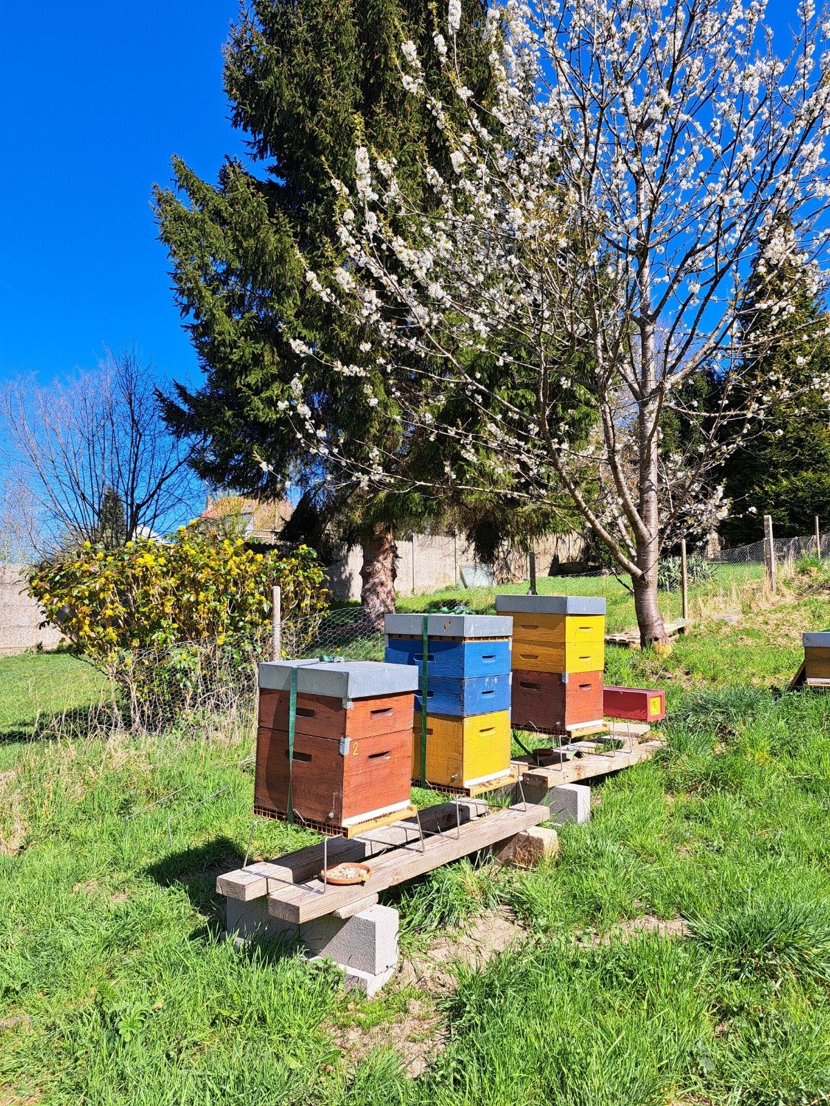 Essaim sur 6 cadres, reine 2025, Grez-Doiceau, Jardin & Terrasse, Plantes | Jardin, Enlèvement ou Envoi