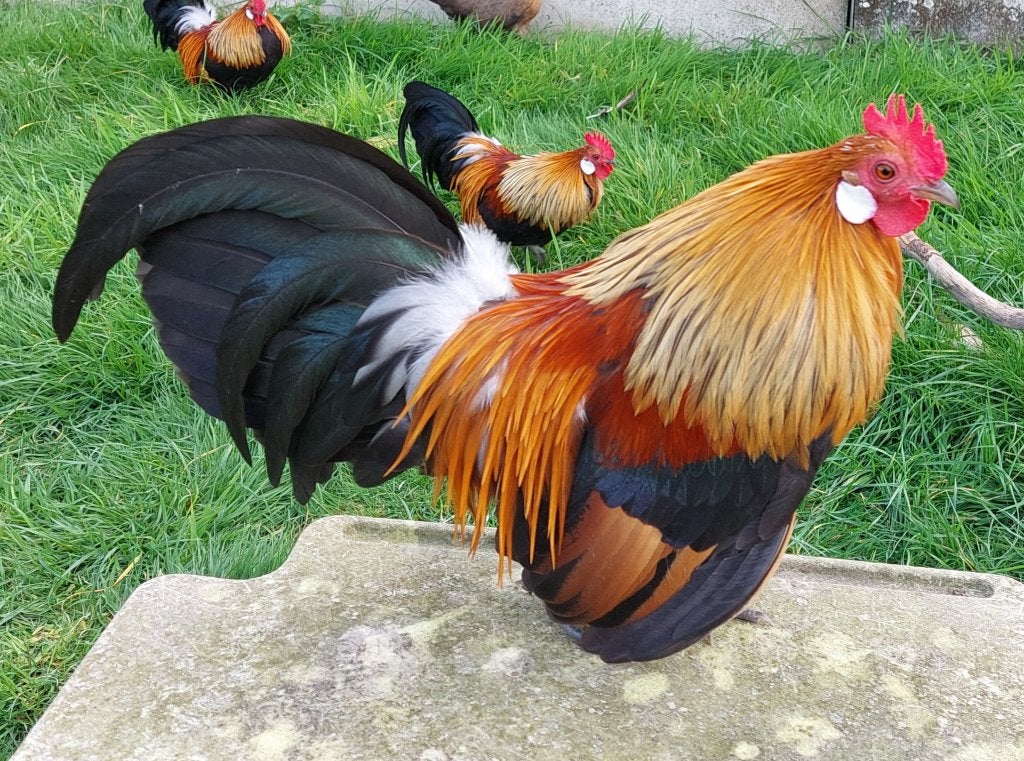 Naine hollandaise, Plusieurs animaux, Poule ou poulet