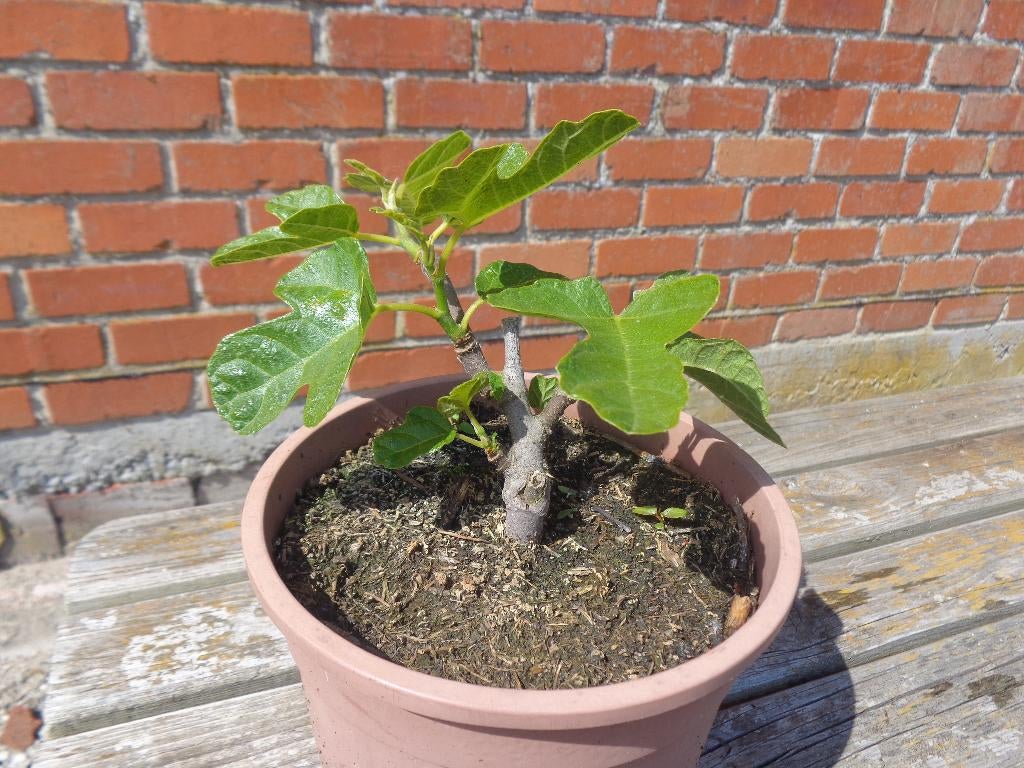 Vijg Brown Turkey, Tuin en Terras, Planten | Fruitbomen, Ophalen, In pot