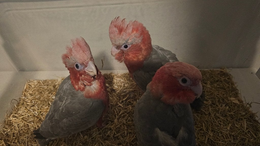 Zeer mooie en jonge Rose kaketoe, Dieren en Toebehoren, Meerdere dieren, Papegaai, Tam