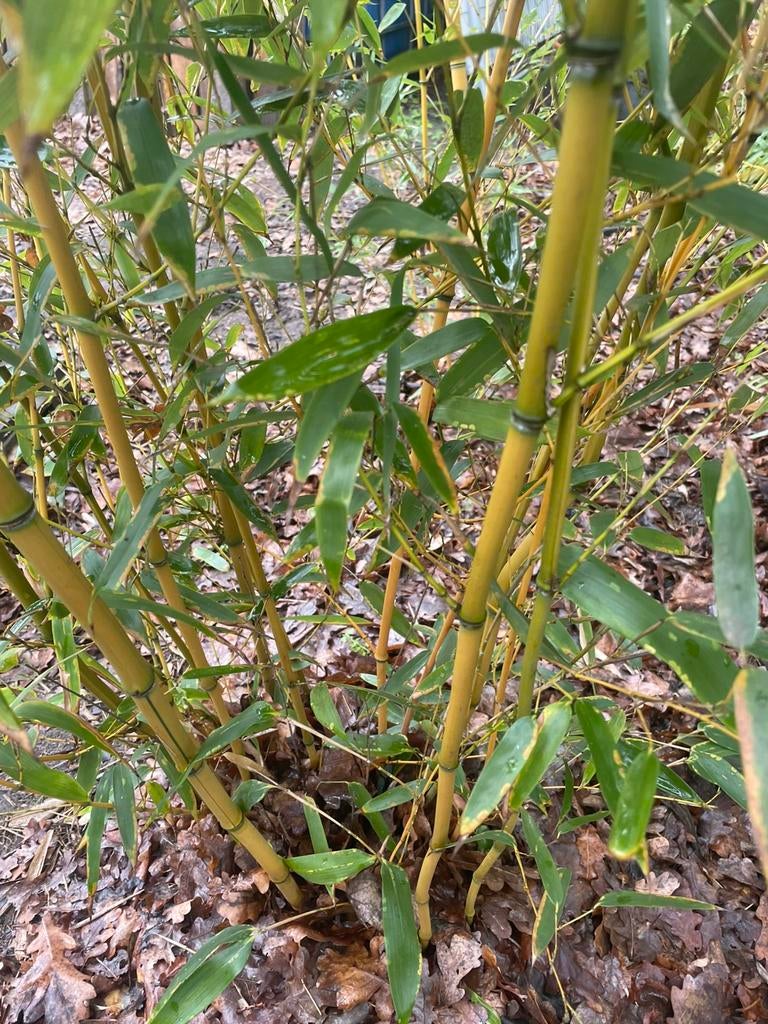 Bamboe, Tuin en Terras, Ophalen
