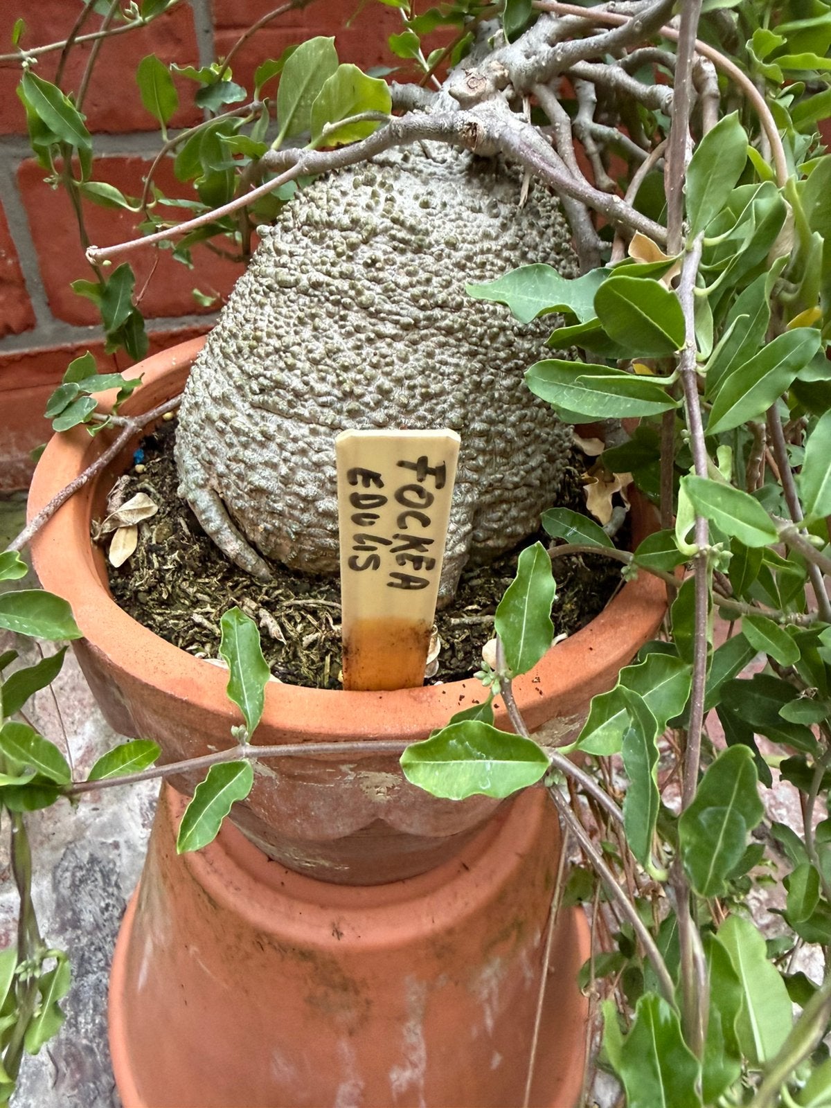Fockea edulis, Ophalen