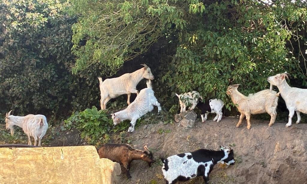 Geiten ter verhuur, Dieren en Toebehoren, Schapen, Geiten en Varkens