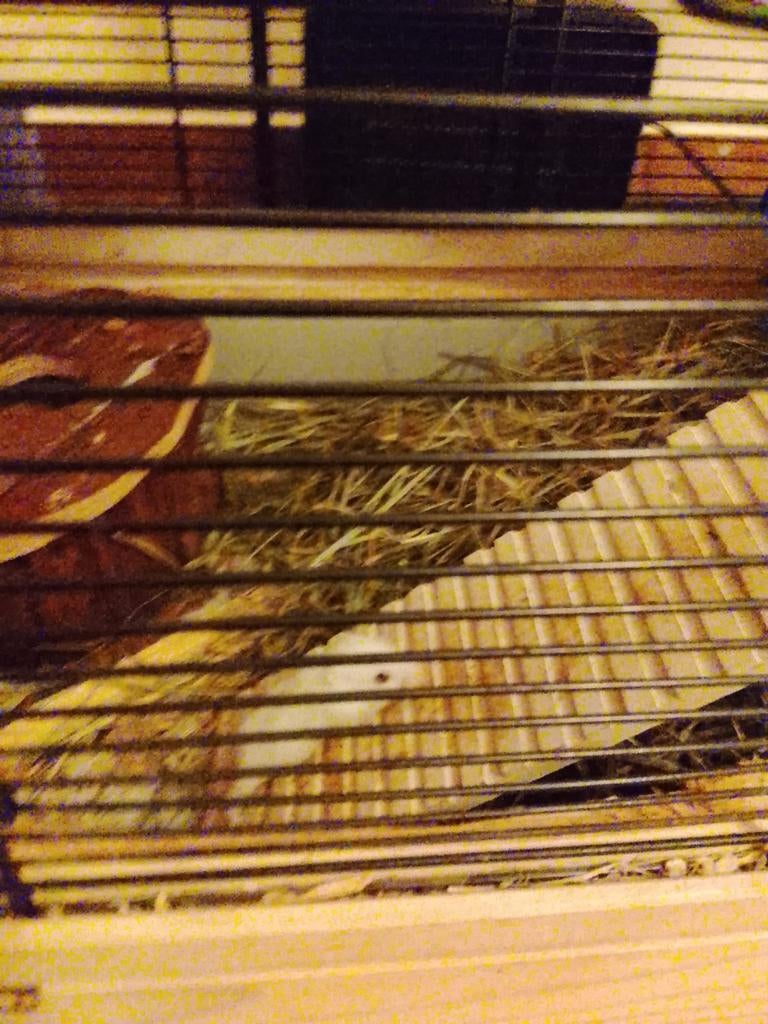 Dwerghamsters, Dieren en Toebehoren, Februari, Hamster