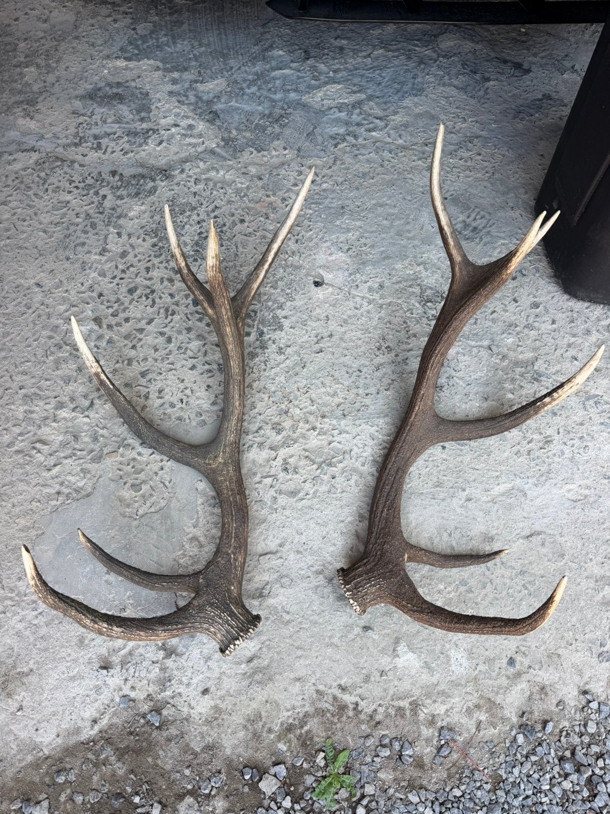 Bois de cerf mue naturel, Enlèvement, Comme neuf
