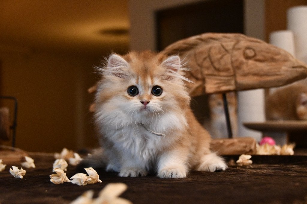 brits Langhaar kitten, Dieren en Toebehoren, Kater, Met stamboom, 0 tot 2 jaar