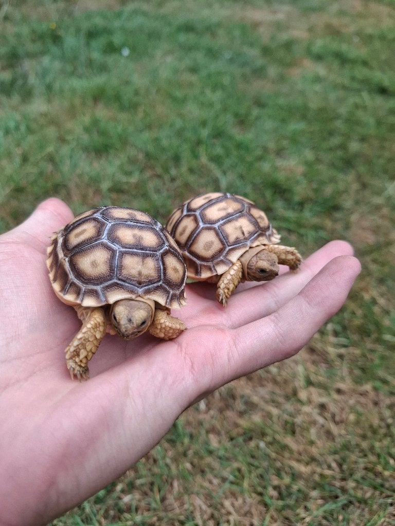 Tortue, Animaux & Accessoires, Reptiles & Amphibiens, Tortue