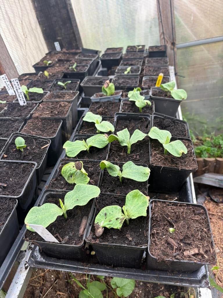 Groente- & bloemplantjes te koop – alles €1 (Tremelo), Tuin en Terras, Ophalen, Herfst