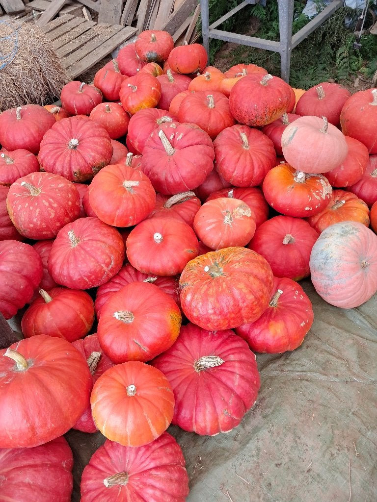 Pompoenen, Ophalen