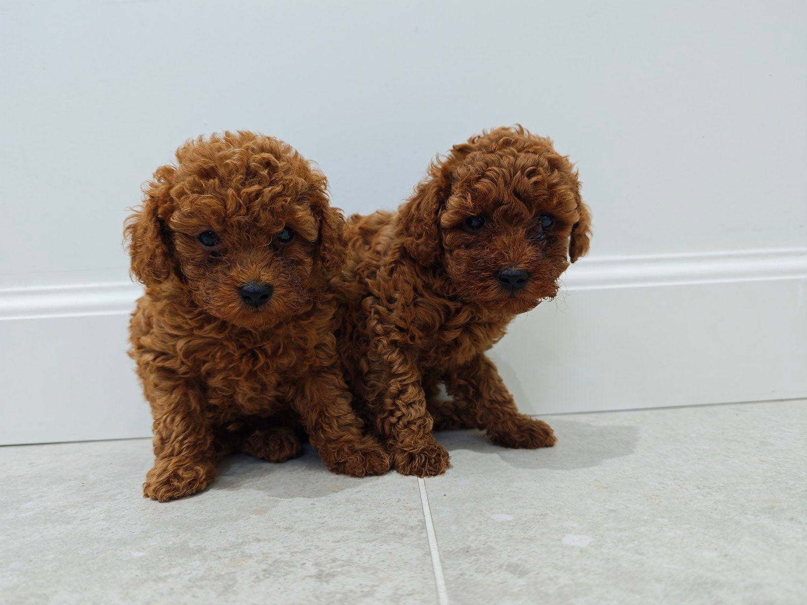 Toypoedel pups met stamboom abrikoos, Particulier, Caniche, 8 à 15 semaines, Plusieurs