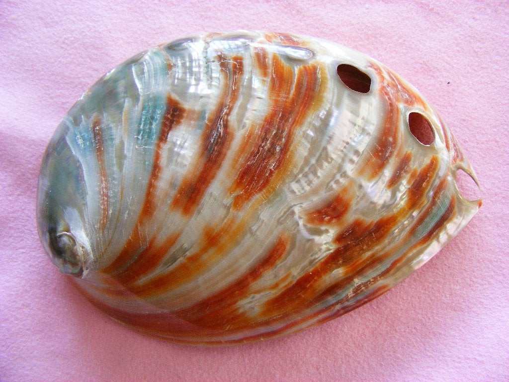 Gepolijste Rode Abalone Schelp, Collections, Minéraux & Fossiles, Coquillage(s), Enlèvement