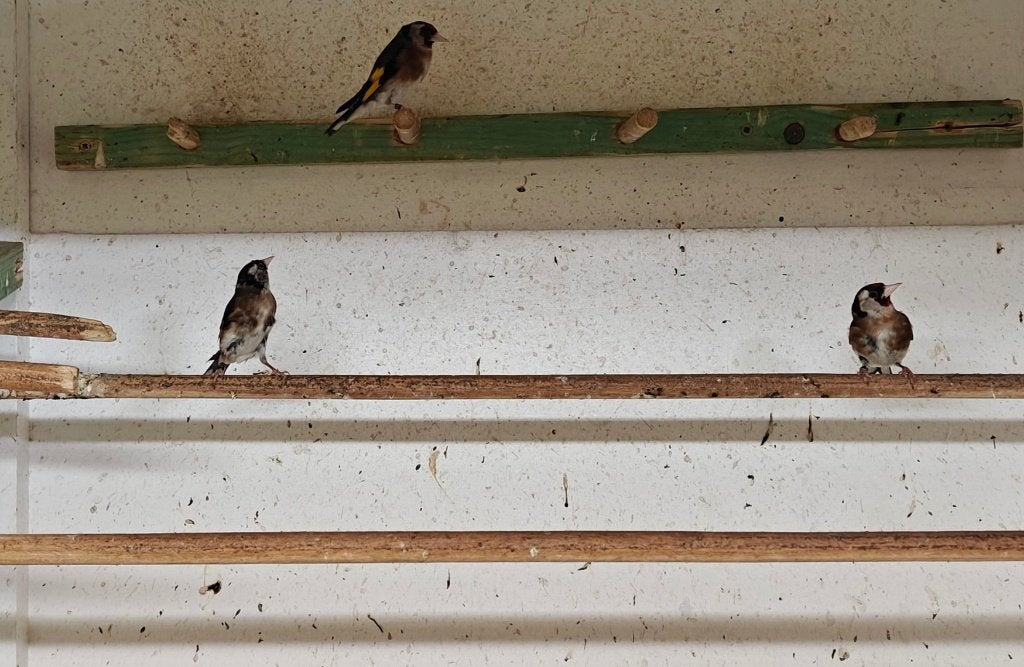 Parva Marocco 2025, Meerdere dieren, Wildzangvogel, Geringd