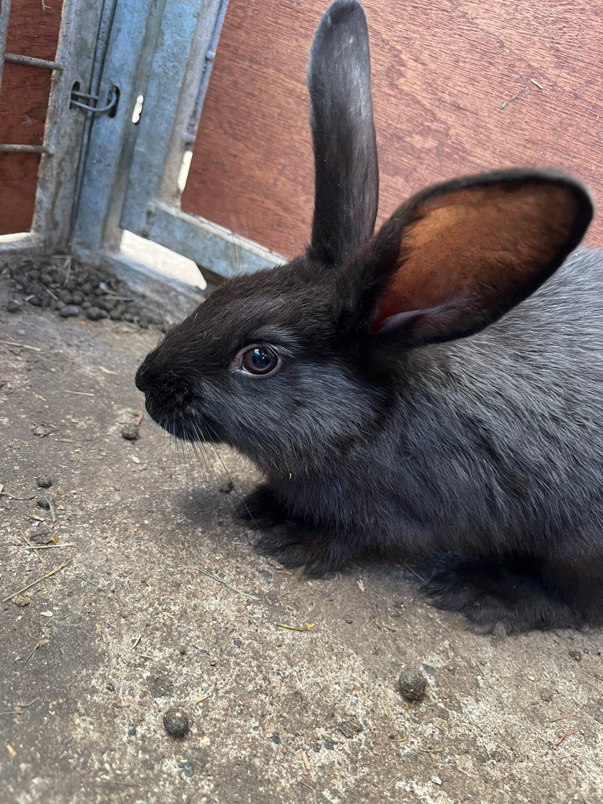 5 konijntjes te koop, Dieren en Toebehoren, Konijnen, Meerdere dieren, Groot, 0 tot 2 jaar