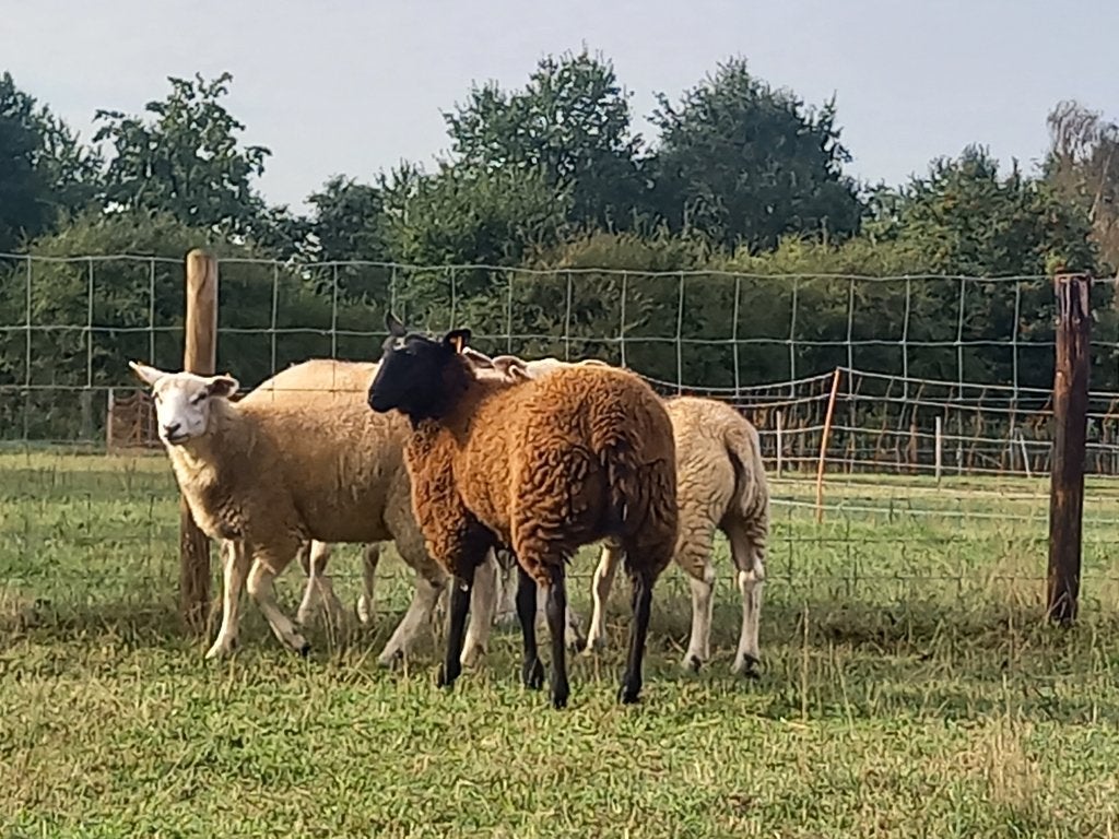 Nous avons encore quelques moutons à vendre, Femelle, Mouton, 0 à 2 ans