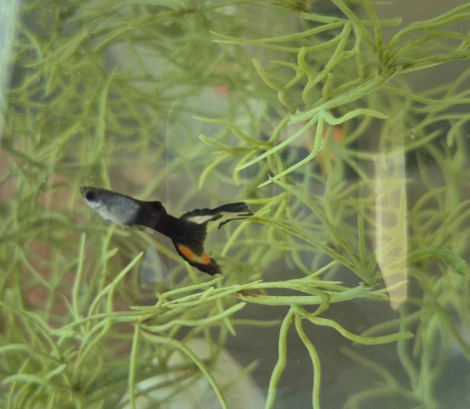 3 vissen (guppies) incl bokaal, gratis, Ophalen, Nieuw