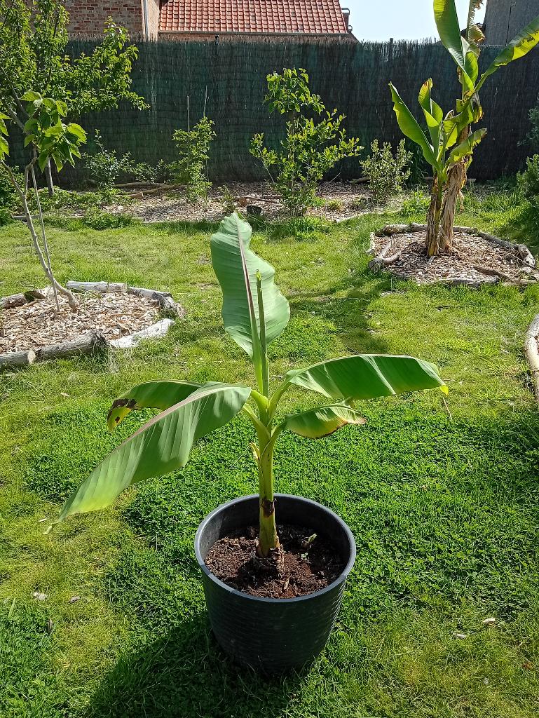Bananenplant 'Musa basjoo', Tuin en Terras, Planten | Tuinplanten, Volle zon, Vaste plant, Zomer, Ophalen