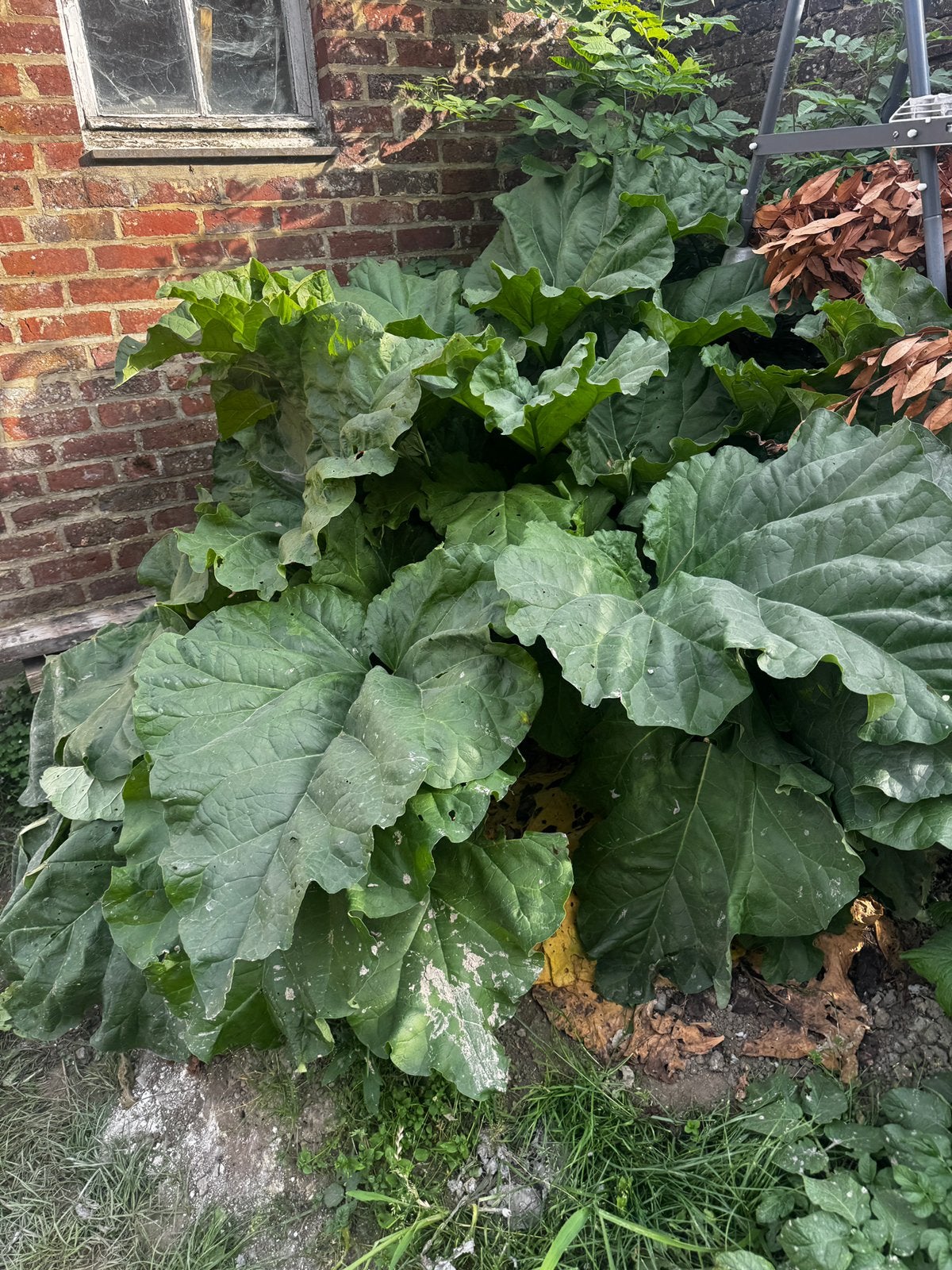 Biologische rabarber uit eigen tuin, Ophalen