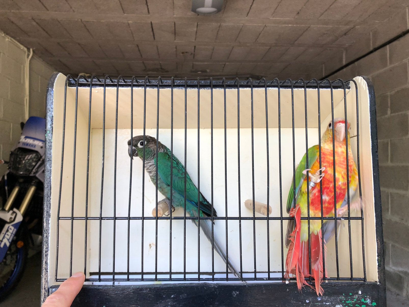Vend Pyrrhura molinea / Conure, Animaux & Accessoires, Mâle