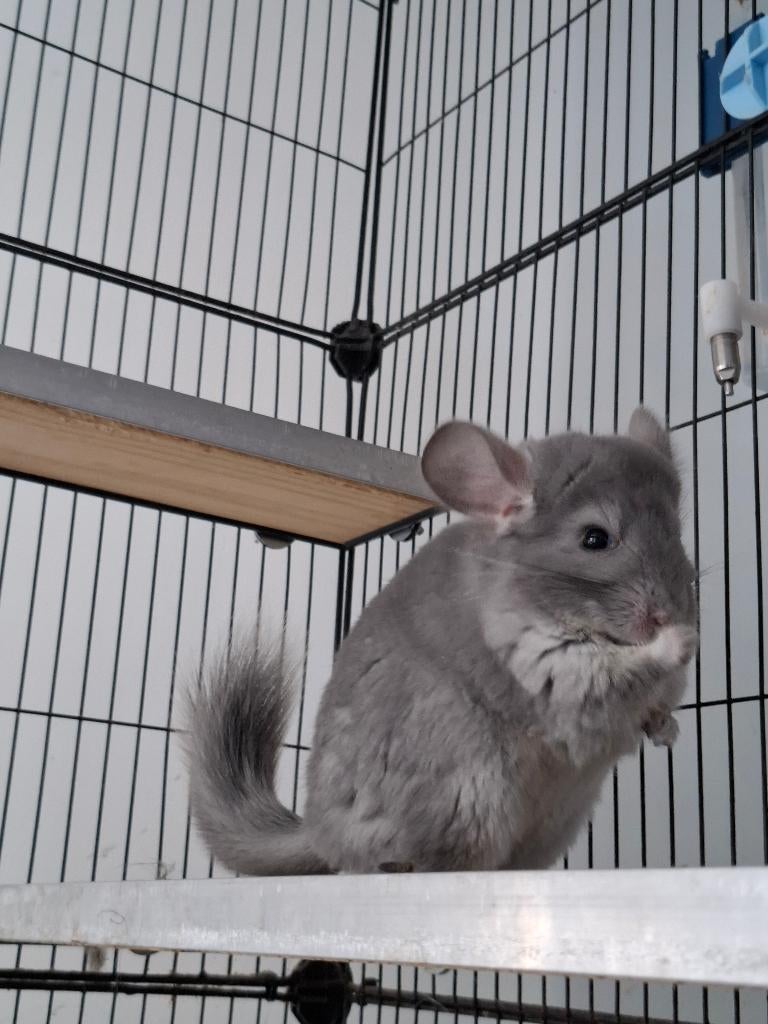 Chinchillas, Animaux & Accessoires, Rongeurs, Novembre, Femelle, Chinchilla