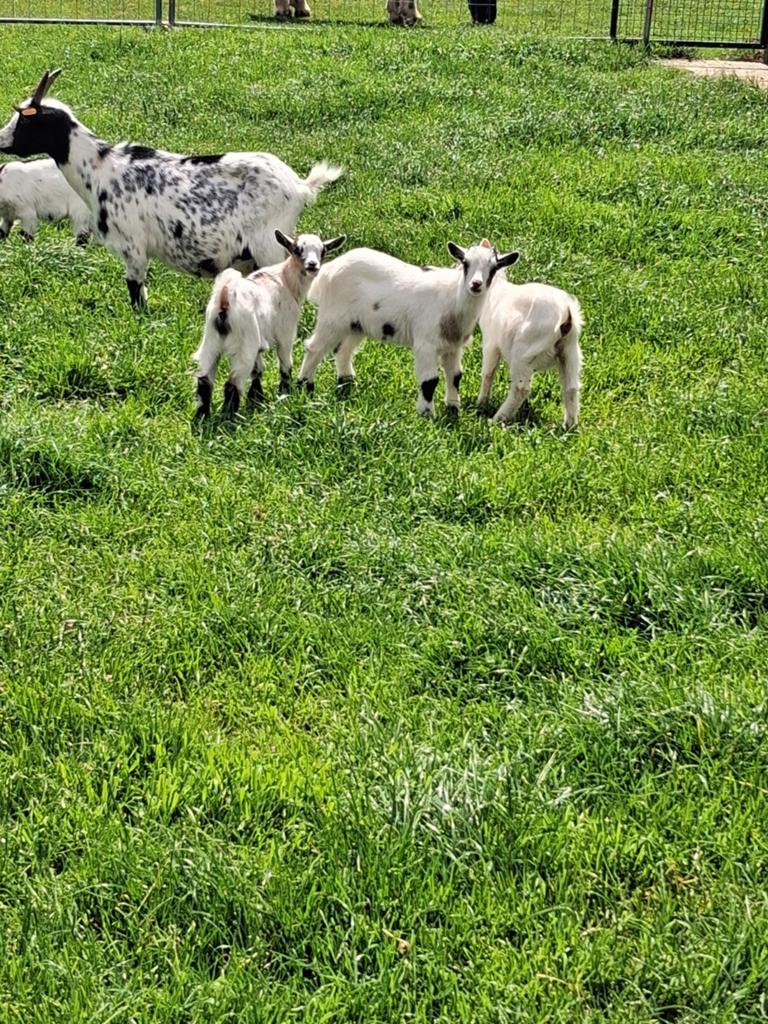 Moeder geit met 3-ling, Plusieurs animaux, Chèvre, 0 à 2 ans
