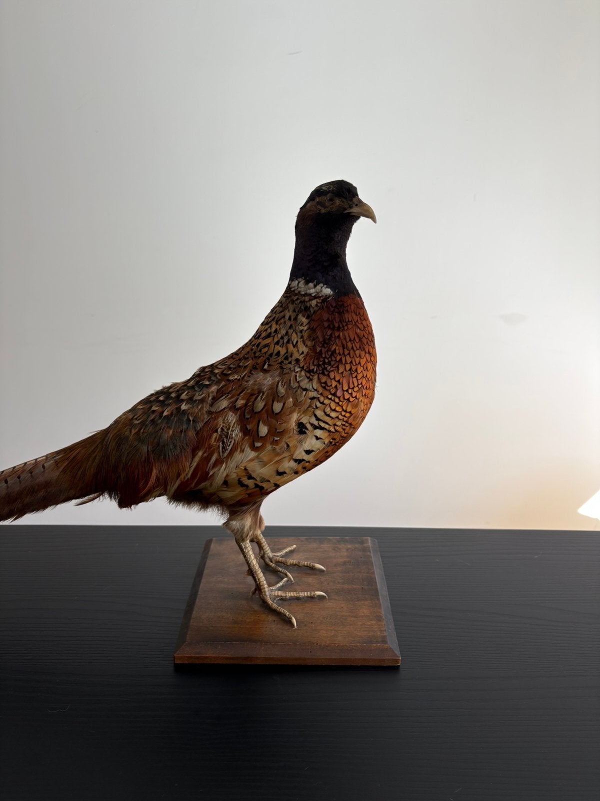 Taxidermie - Fazant, Collections, Collections Animaux, Enlèvement, Comme neuf, Autres