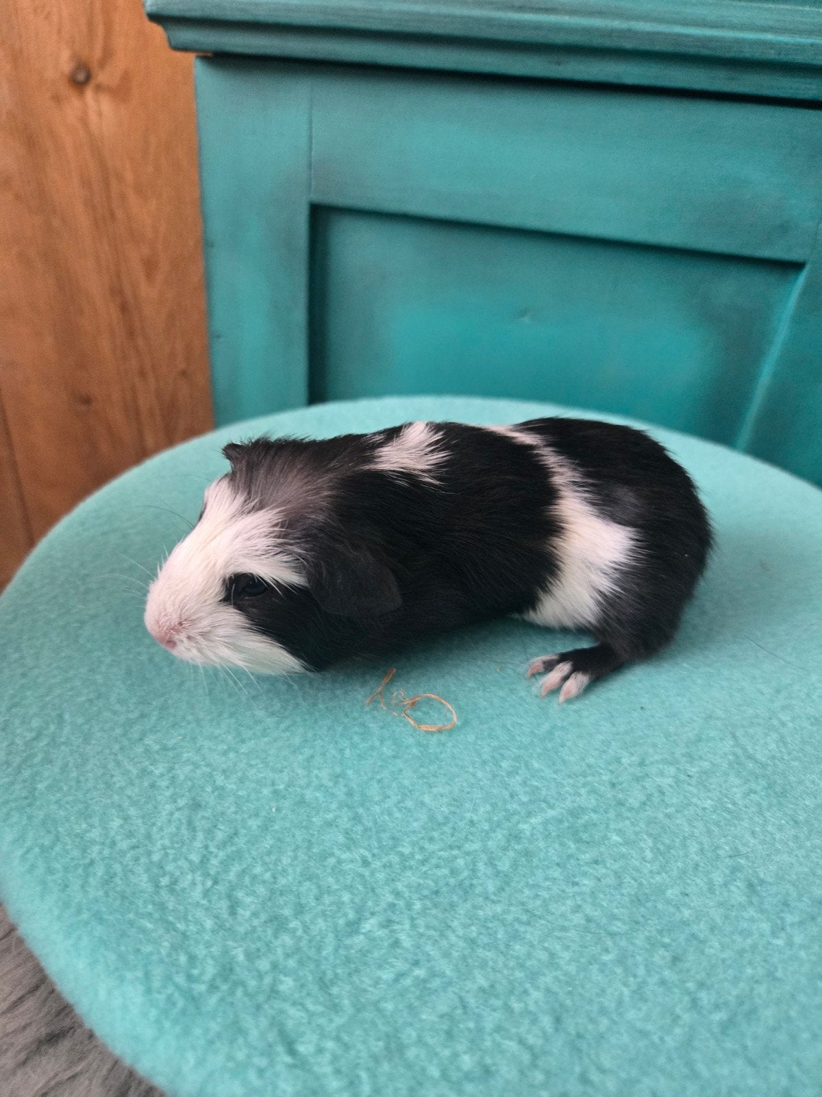 Ch teddy cavia broertjes zoeken personeel!, Dieren en Toebehoren, Cavia, Mannelijk, Mei, Tam