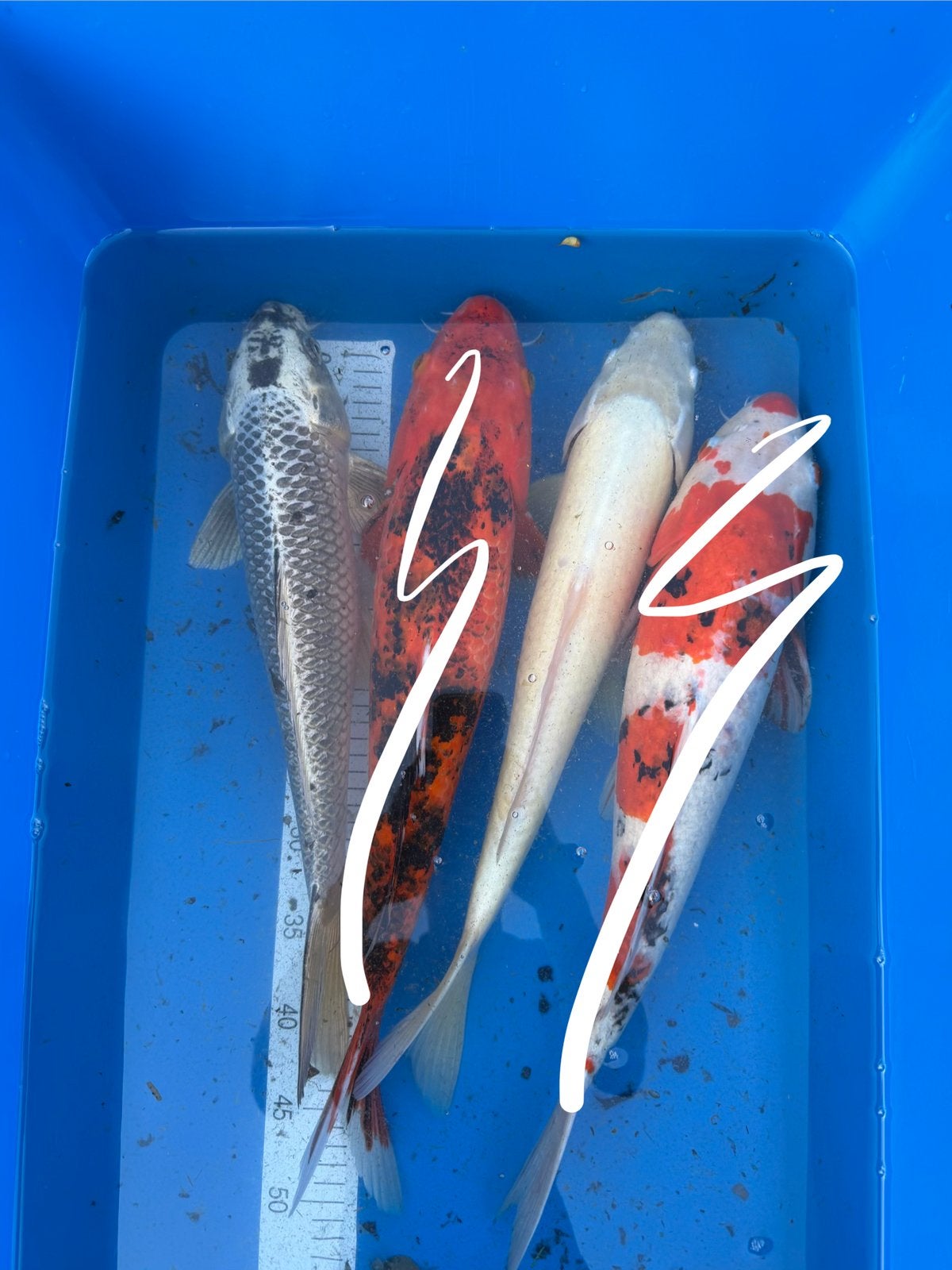 2 koi’s 45 cm, Dieren en Toebehoren, Karper of Koi