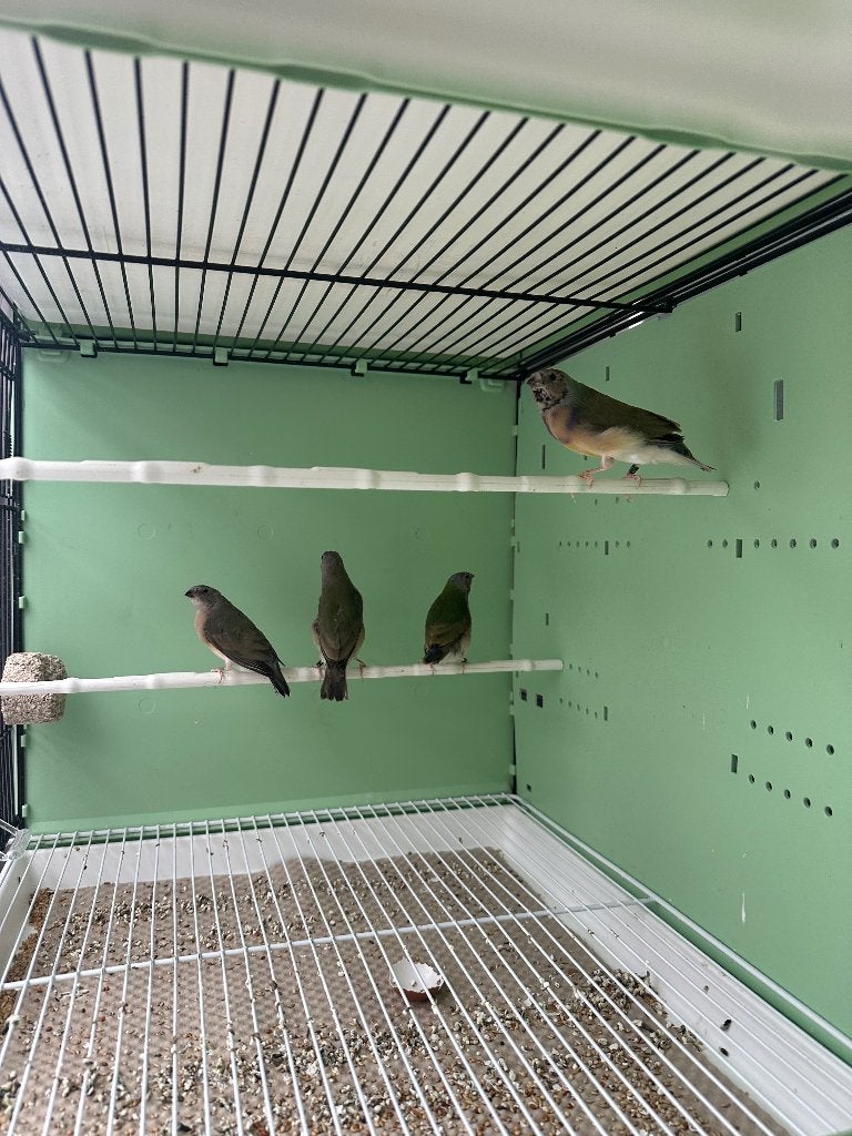 Gouldamadine jongskes 2026, Dieren en Toebehoren, Meerdere dieren, Tropenvogel, Geringd