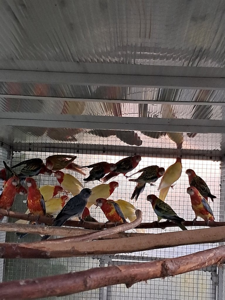 vogels, Dieren en Toebehoren, Vogels | Parkieten en Papegaaien, Meerdere dieren, Parkiet, Geringd