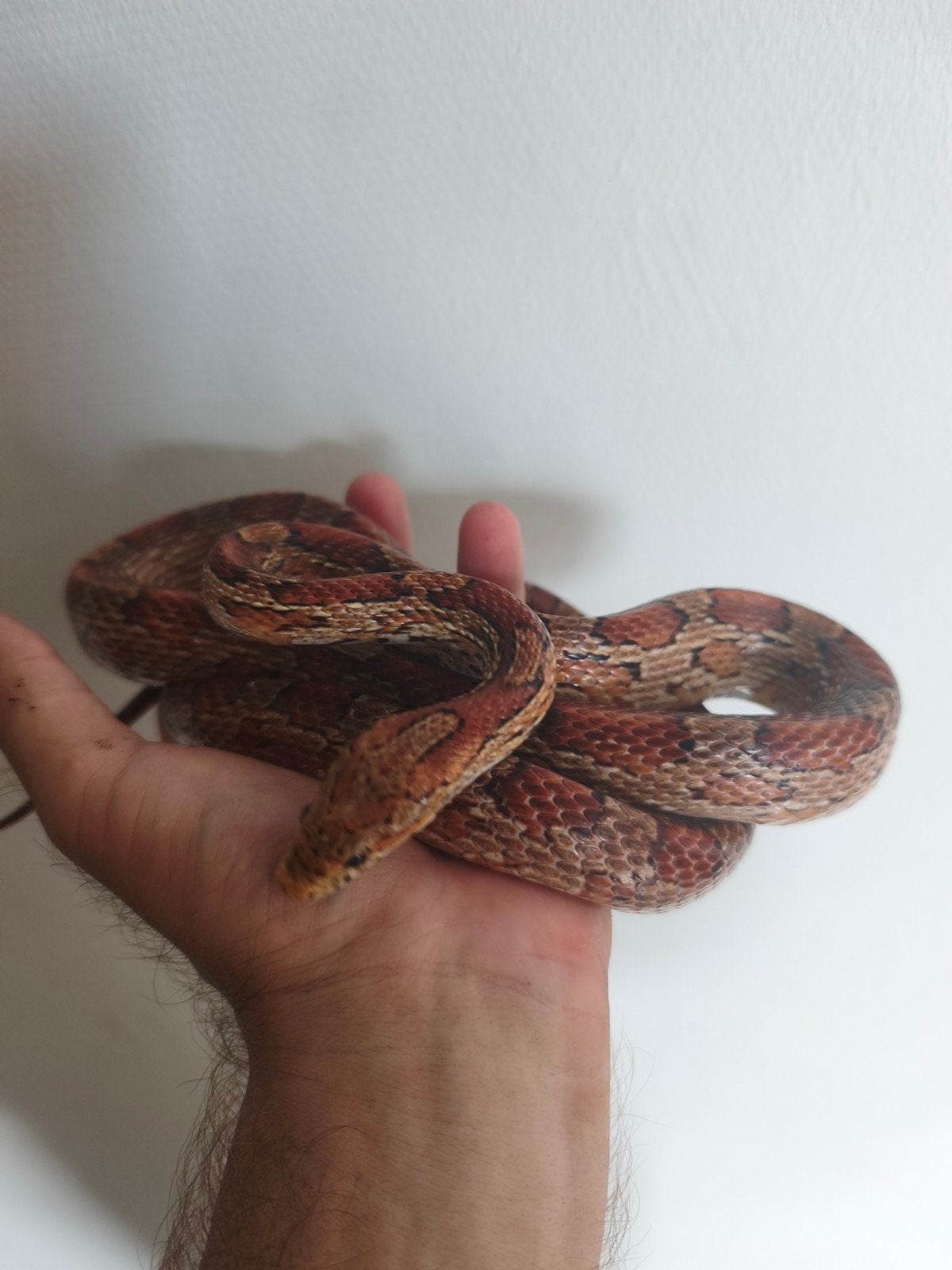 wilt kleur korenslang tekoop rond 1meter, Dieren en Toebehoren