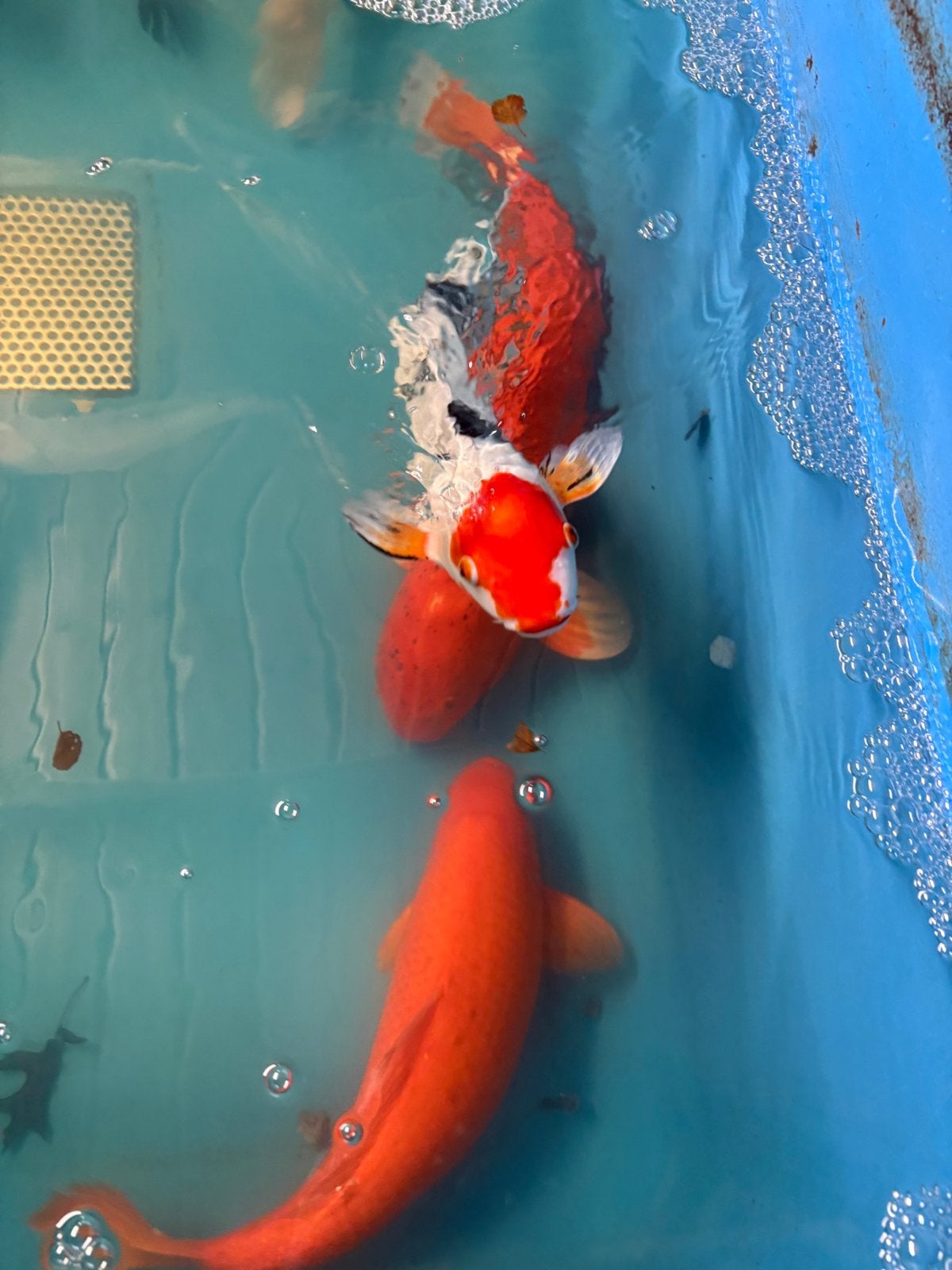 8 koi tot 60 cm (leuke prijs), Dieren en Toebehoren